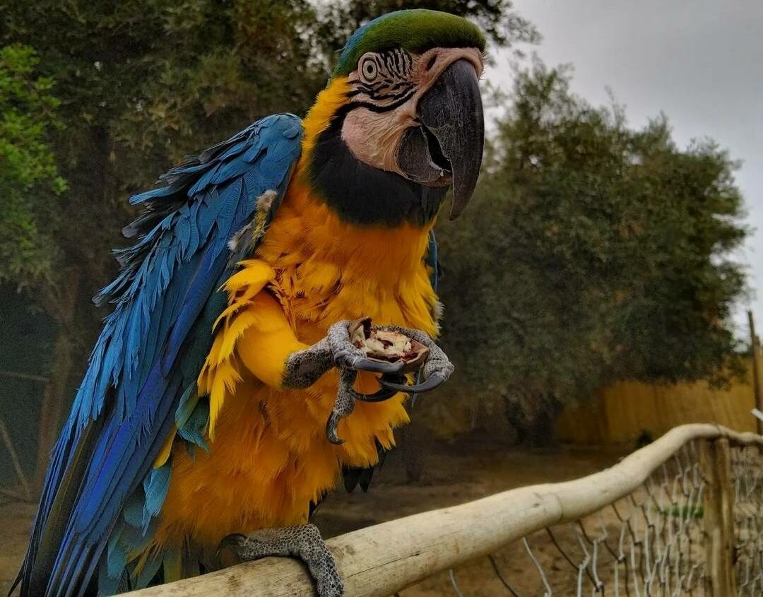 La perle aux oiseaux